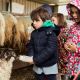 alumnos dando de comer a una oveja