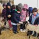 niños dando de comer a las ovejas